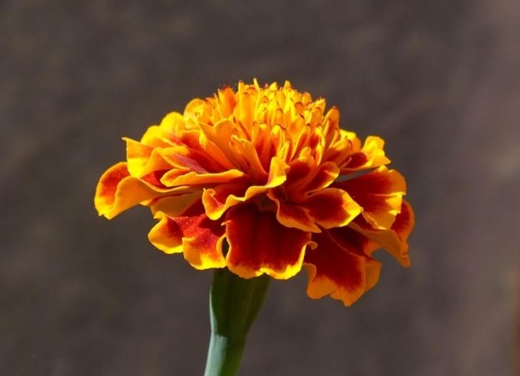 A bouquet of carnations in full bloom, representing deep affection and remembrance