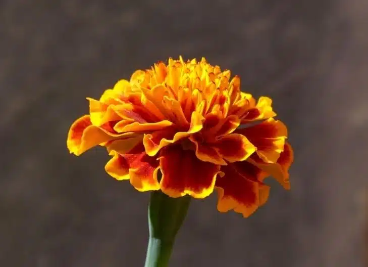 A bouquet of carnations in full bloom, representing deep affection and remembrance