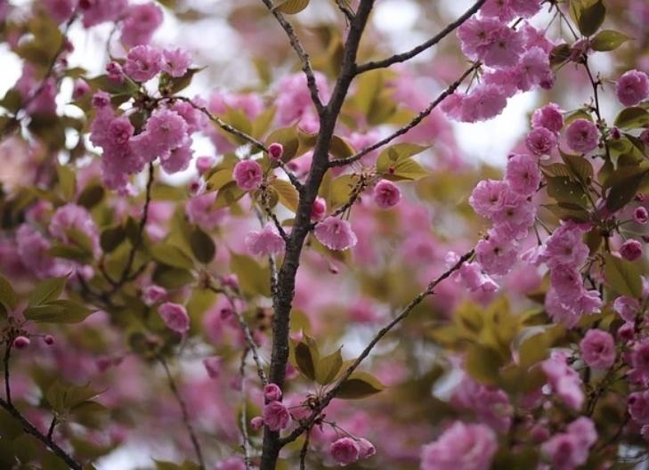A cluster of cherry blossom flowers, conveying hope, renewal, and the spirit of spring