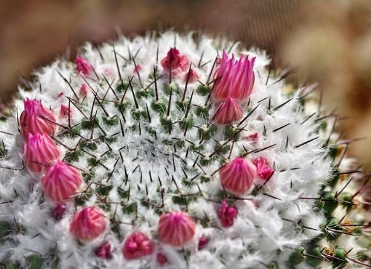 A rare cactus flower in bloom, associated with survival and hope in harsh conditions