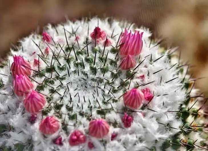 A rare cactus flower in bloom, associated with survival and hope in harsh conditions