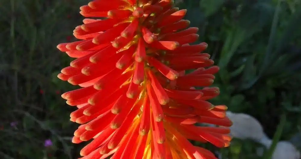 Red Hot Poker