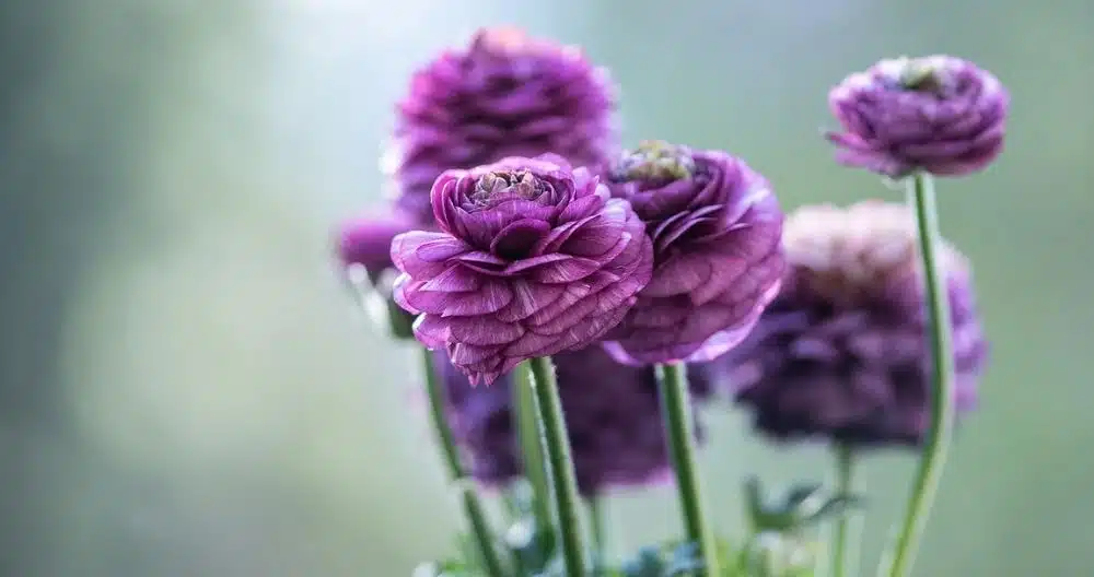 Ranunculus