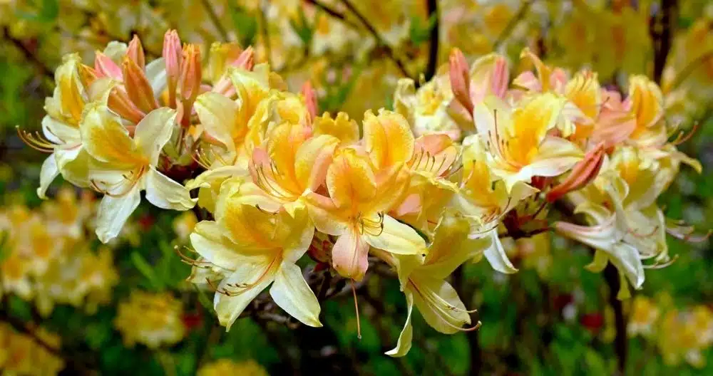 Rhododendron