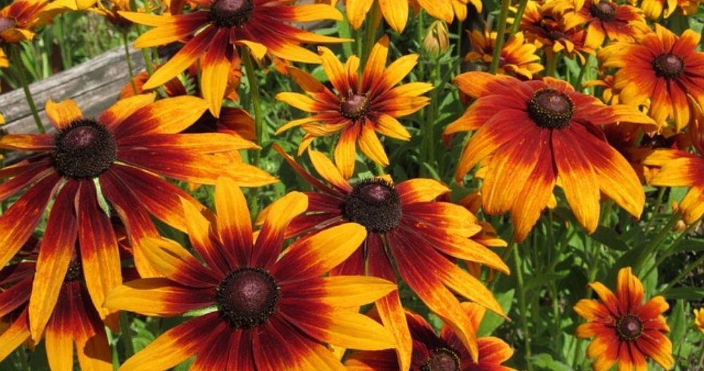 Rudbeckia