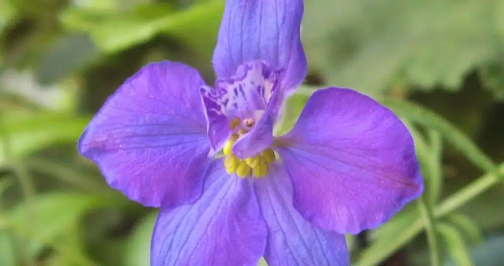 Rocket Larkspur