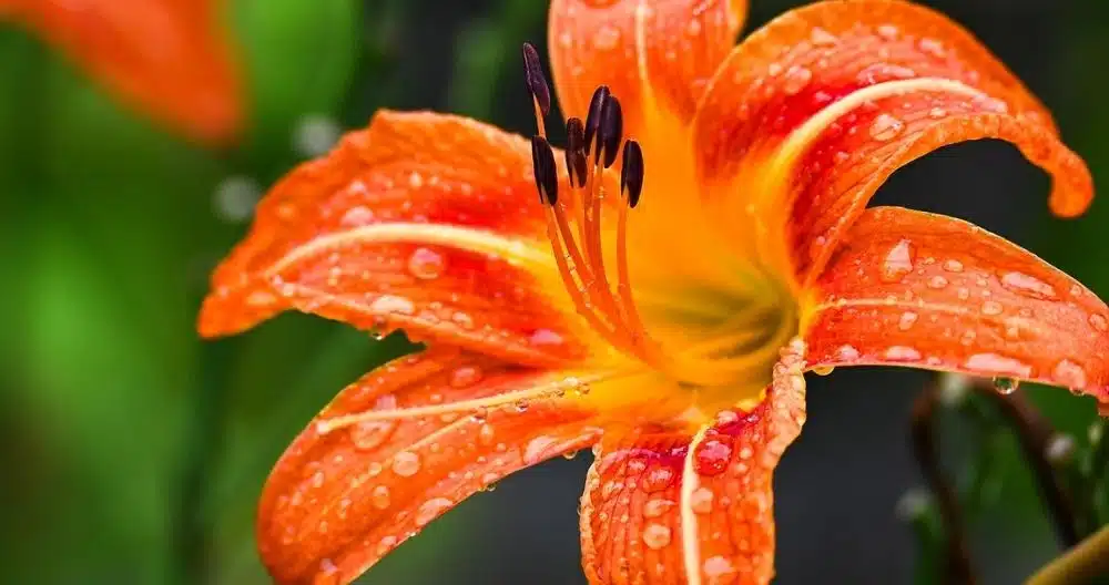 Rain Lily