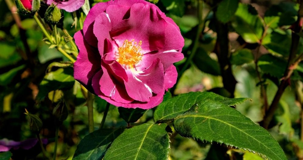 Rock Rose