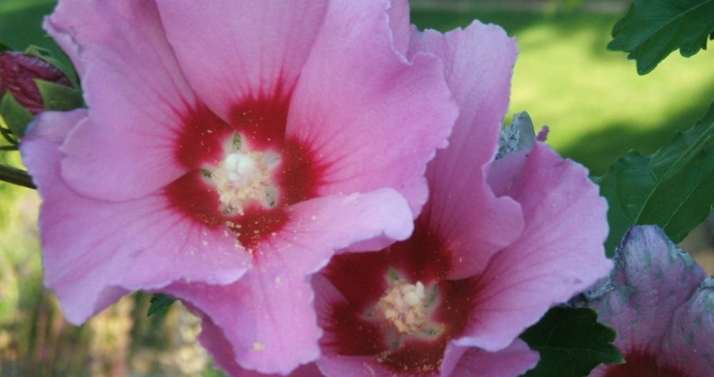 Rose of Sharon