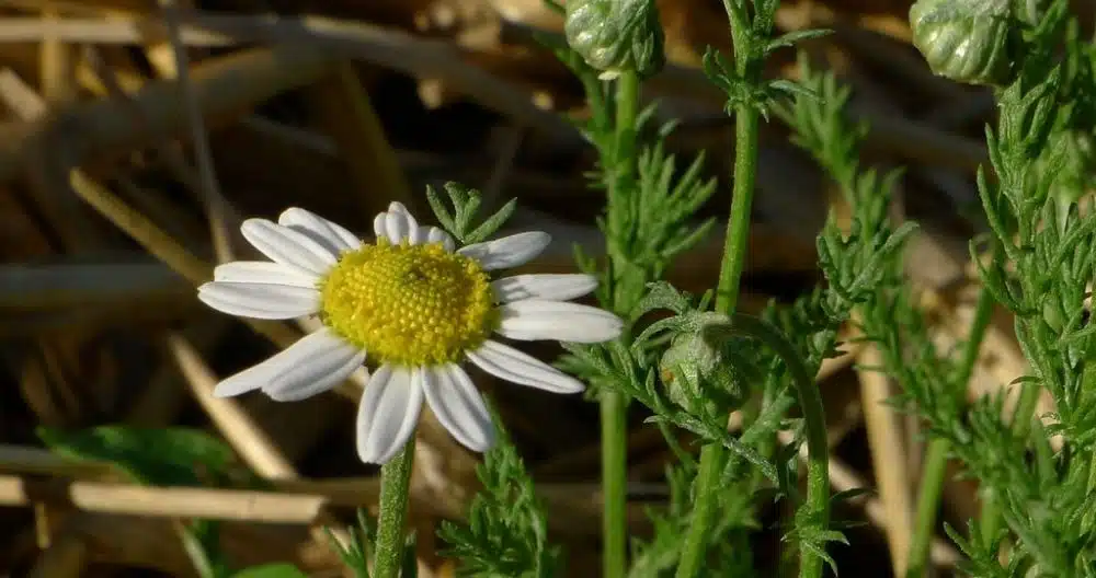 Roman Chamomile
