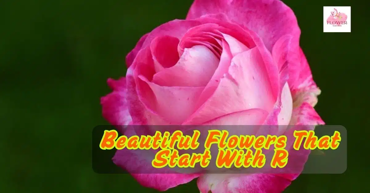 Beautiful Flowers That Start With R