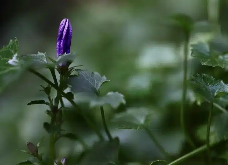 Bell-shaped campanula flowers in bloom, symbolizing gratitude and humility
