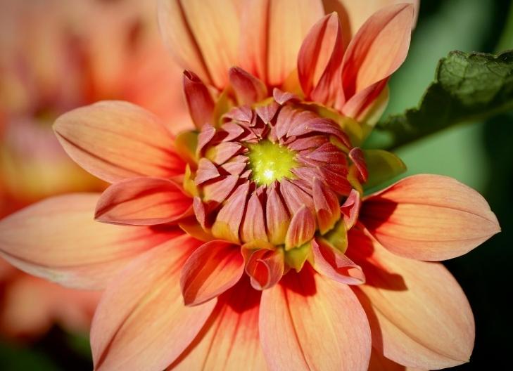 Bold red dahlia petals conveying passion, power, and confidence