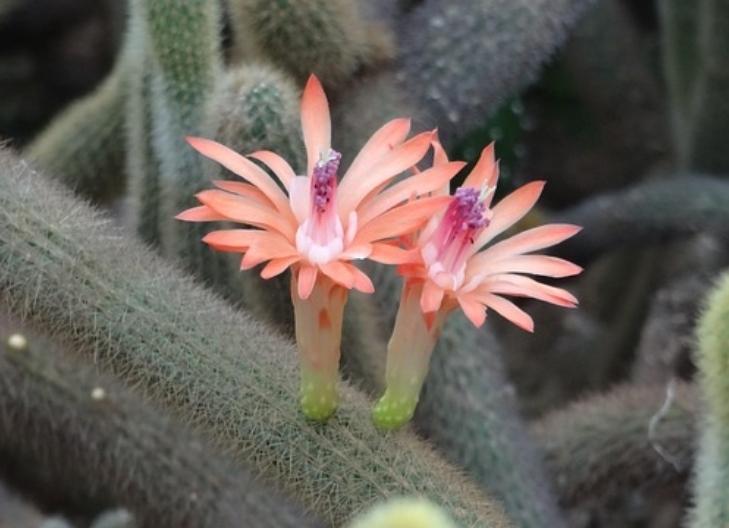 Bright cactus flower blooming in the desert, symbolizing endurance and unexpected beauty