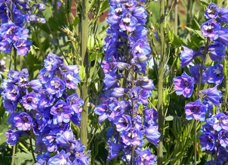 Bright purple delphinium flowers