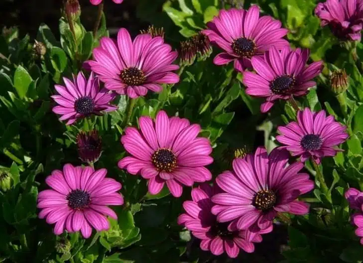 Bright white daisy flowers symbolizing purity, innocence, and new beginnings