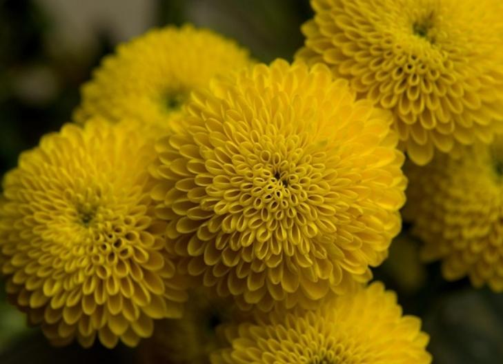 Bright yellow chrysanthemums symbolizing optimism, joy, and friendship