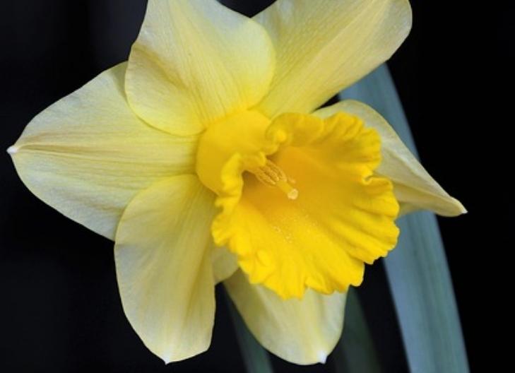 Bright yellow daffodil flowers symbolizing renewal and hope