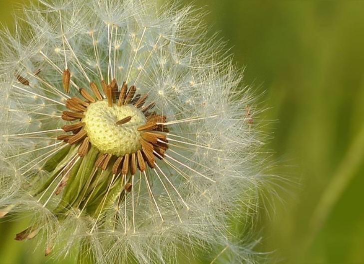 Bright yellow dandelion flower symbolizing wishes and new beginnings