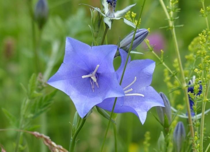 Campanula flowers swaying in the breeze, associated with harmony and tranquility