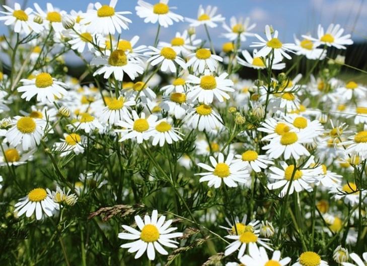 Chamomile plants thriving in sunlight, conveying natural wellness and purity
