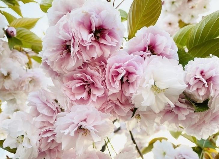 Cherry blossoms swaying gently in the breeze, representing grace and harmony