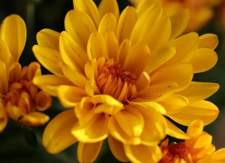 Chrysanthemum flowers growing in a garden, symbolizing longevity and resilience