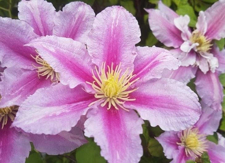 Clematis blooms in a garden, symbolizing love, romance, and vitality