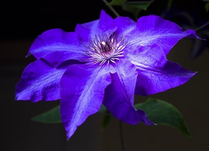 Clematis blossoms climbing on vines, associated with personal growth