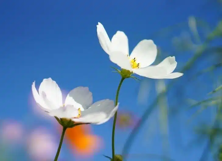 Close-up of cosmos blossoms representing harmony and balance