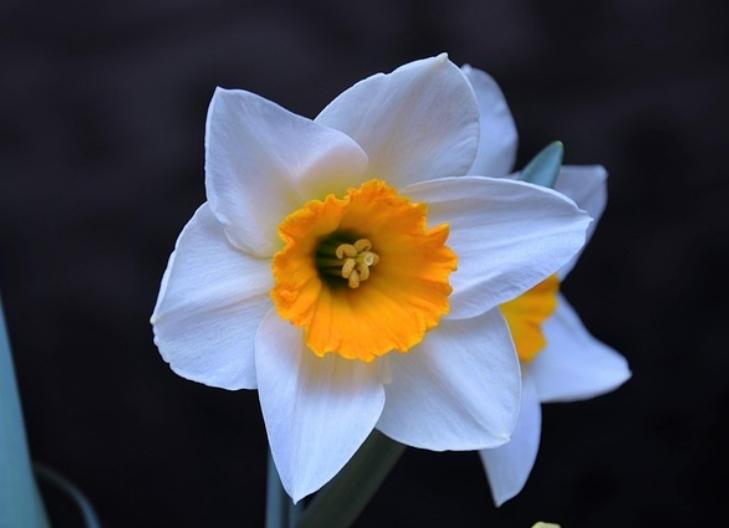Close-up of daffodil blossoms representing new beginnings and joy