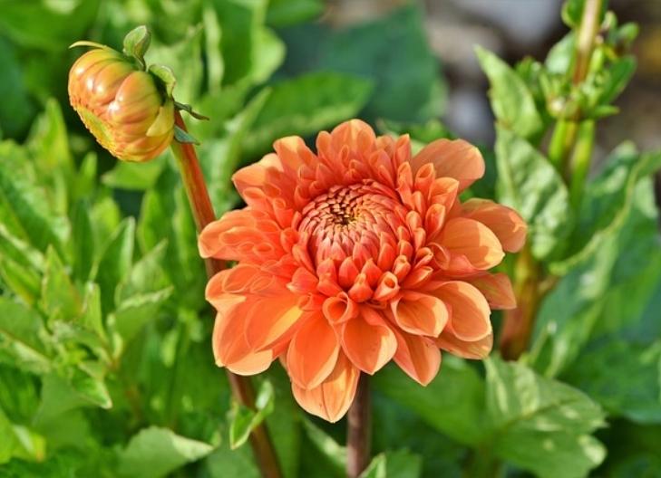 Close-up of dahlia blossoms representing love, grace, and beauty
