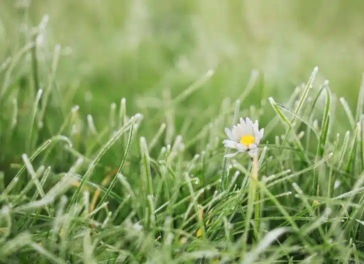 Close-up of daisy blossoms representing simplicity and cheerfulness