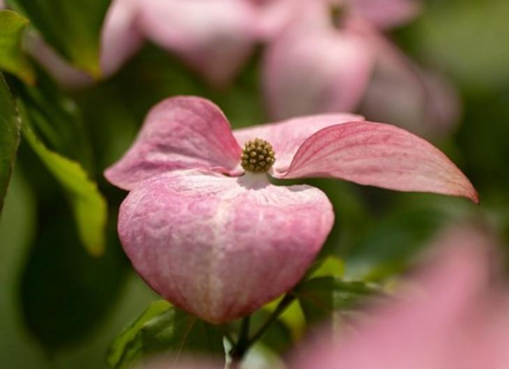 Close-up of pink dogwood blossom representing love and resilience