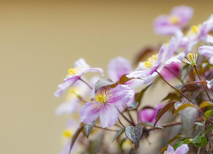 Close-up of purple clematis petals representing wisdom and insight
