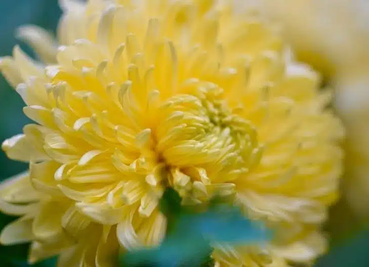 Close-up of red chrysanthemum petals representing love, passion, and strength