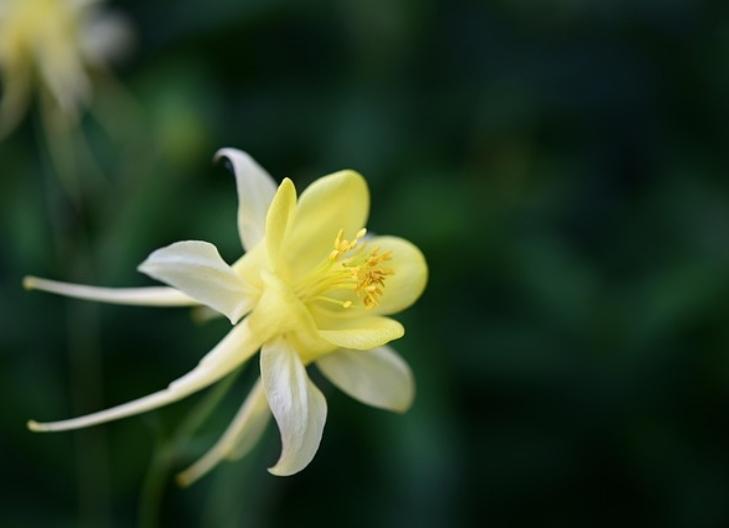 Close-up of vibrant columbine blossoms representing grace and creativity