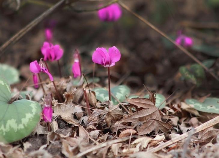 Close-up of vibrant cyclamen petals representing endurance and hope