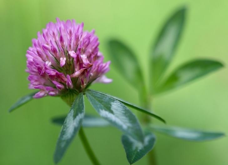 Close-up of white clover blossoms representing faith and hope