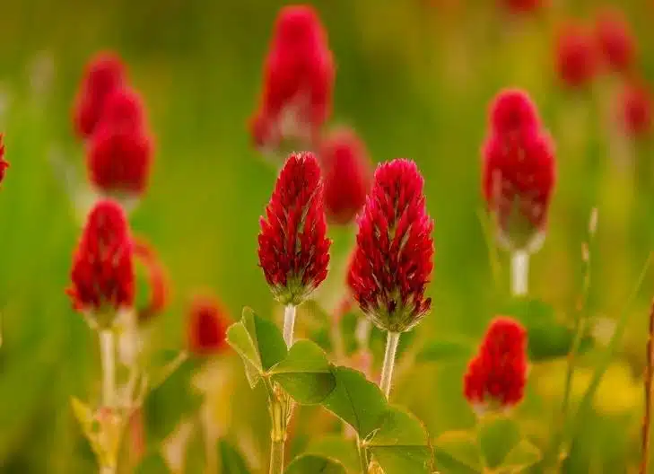 Clover flowers in full bloom, symbolizing harmony and positive energy