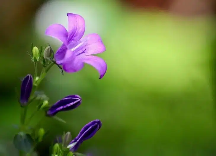 Cluster of delicate campanula flowers, conveying sincerity and deep affection