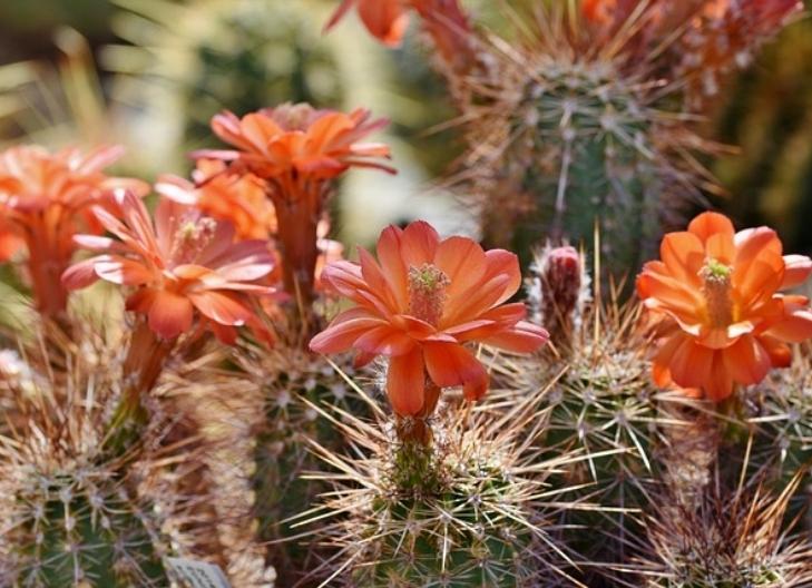 Colorful cactus blossom emerging from spiny pads, representing resilience and strength