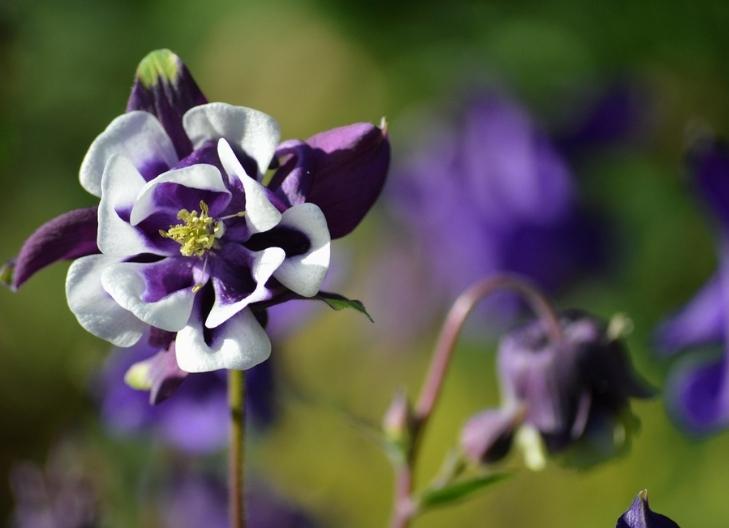 Colorful columbine flowers symbolizing love, faith, and protection