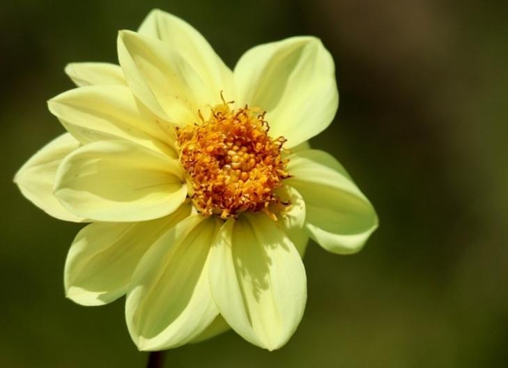 Colorful dahlia blooms in a garden, symbolizing change and transformation