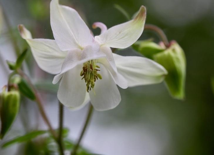Columbine flowers growing in a garden, symbolizing purity and freedom