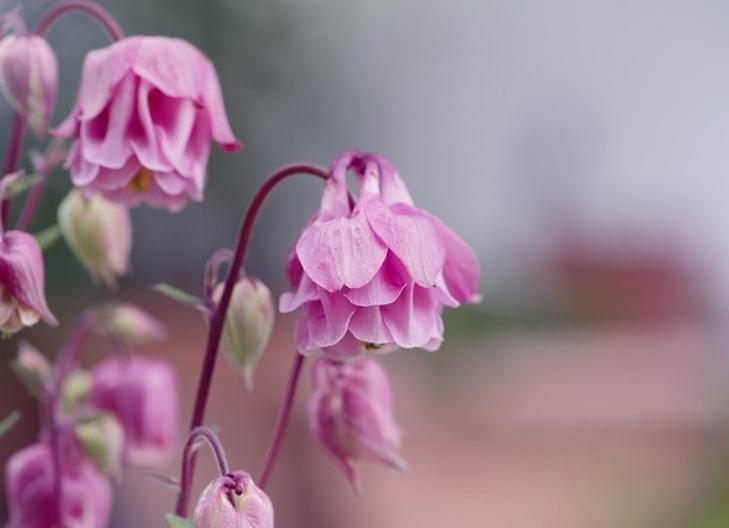 Columbine flowers in full bloom, associated with spiritual insight and transformation