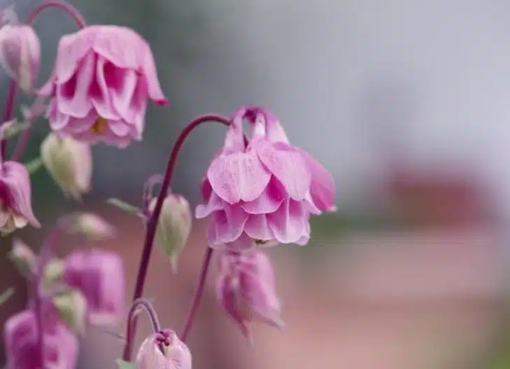 Columbine flowers in full bloom, associated with spiritual insight and transformation