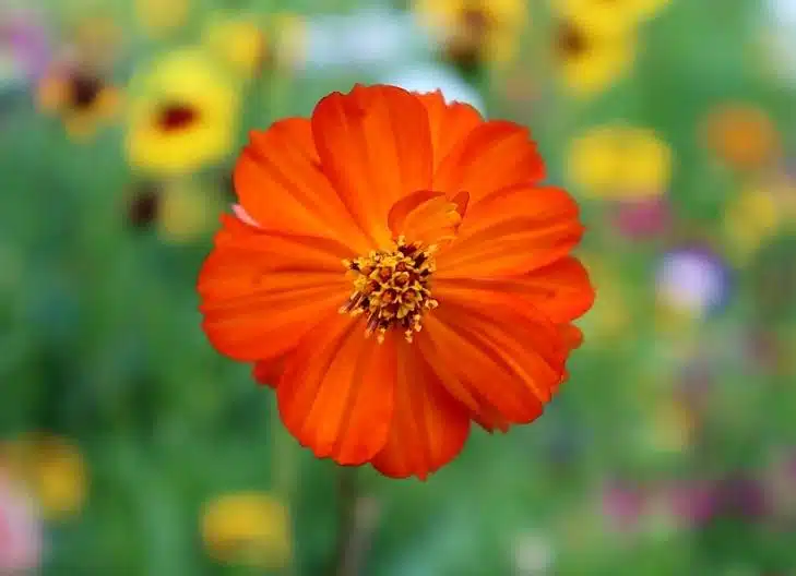 Cosmos flowers growing in a garden, symbolizing harmony and tranquility