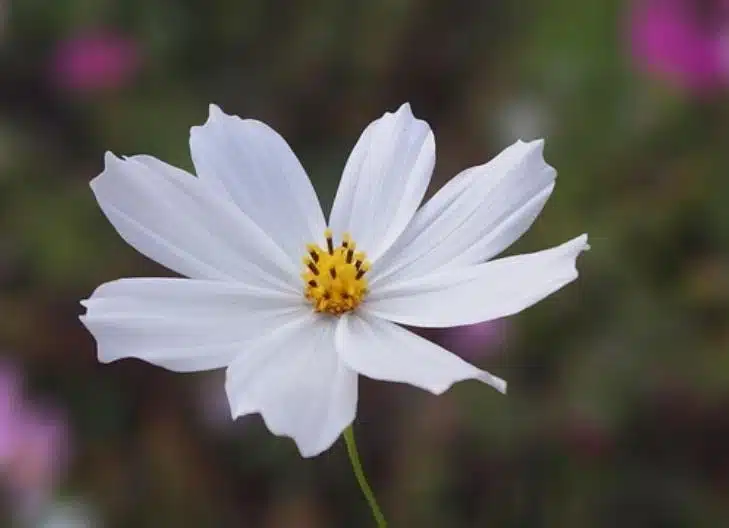 Cosmos flowers in full bloom, associated with growth and creativity