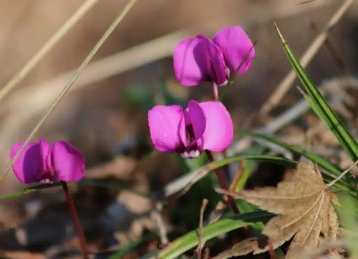 Cyclamen blossoms in full bloom, associated with sincerity and affection